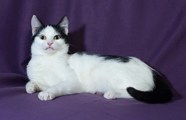 Blanco con manchas negras gatito acostado en lila — Foto de Stock