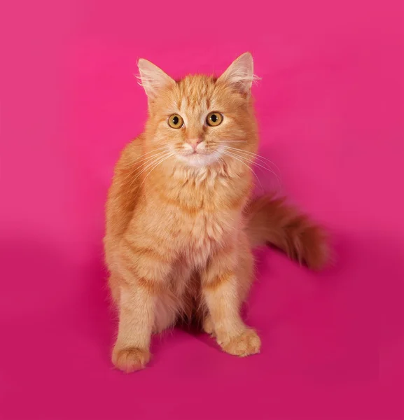 Kucing berbulu merah duduk di merah muda — Stok Foto