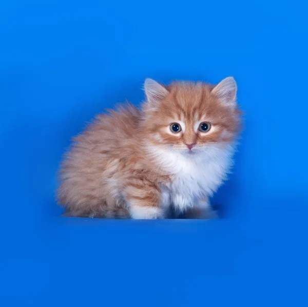 Fluffy red and white kitten sitting on blue — Stock Photo, Image