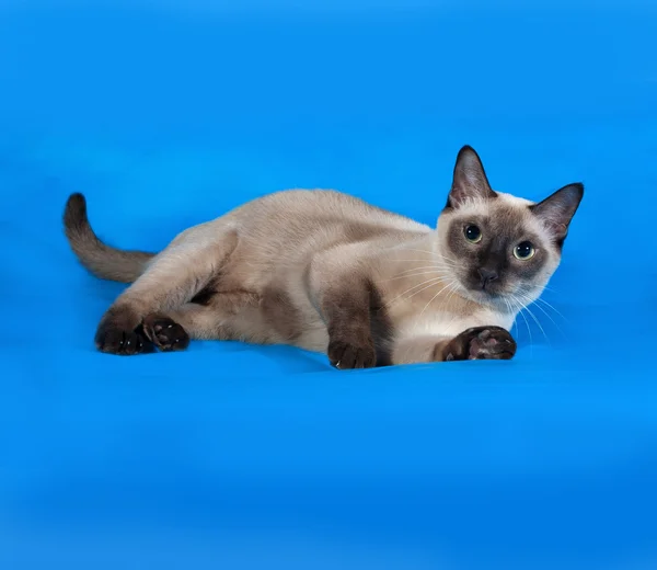 Chat thaïlandais aux yeux bleus couché sur bleu — Photo