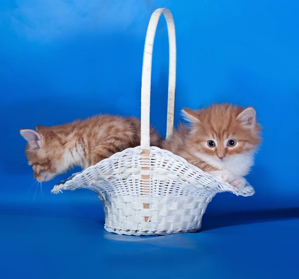 Dvěma nadýchanými červené a bílé kotě sedí v koši na modré — Stock fotografie