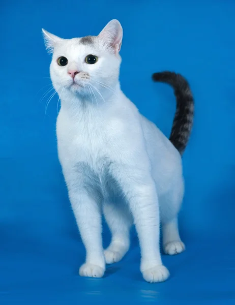 White cat with black spots standing on blue — Stock Photo, Image