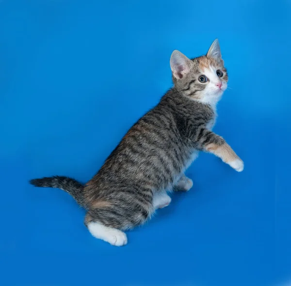 Tricolor striped kitten jumping on blue — Stock Photo, Image