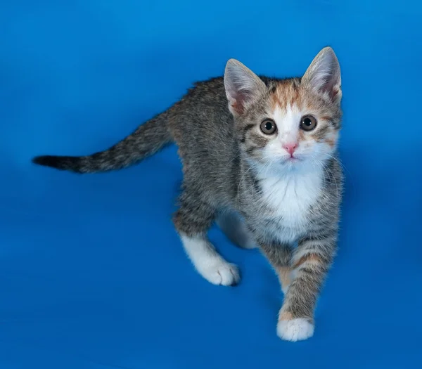 Tricolor rozłożony kociak stojący na niebiesko — Zdjęcie stockowe