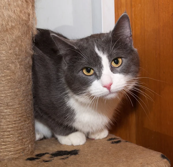 White and gray cat sitting on scratching posts