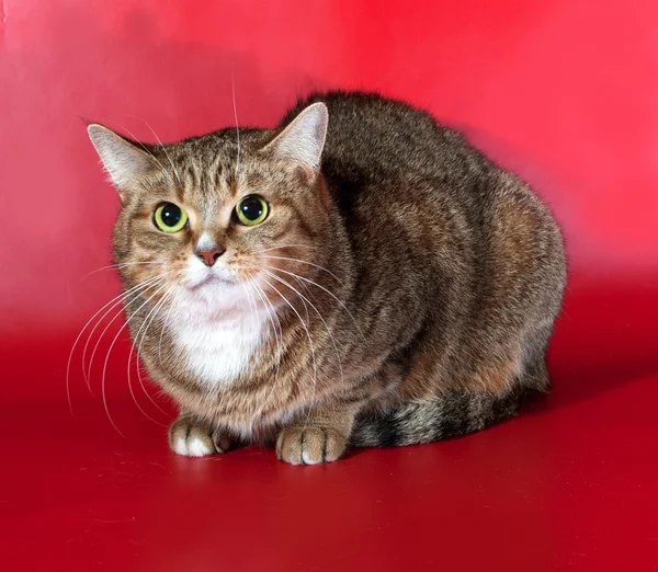 Gato rayado acostado sobre rojo —  Fotos de Stock