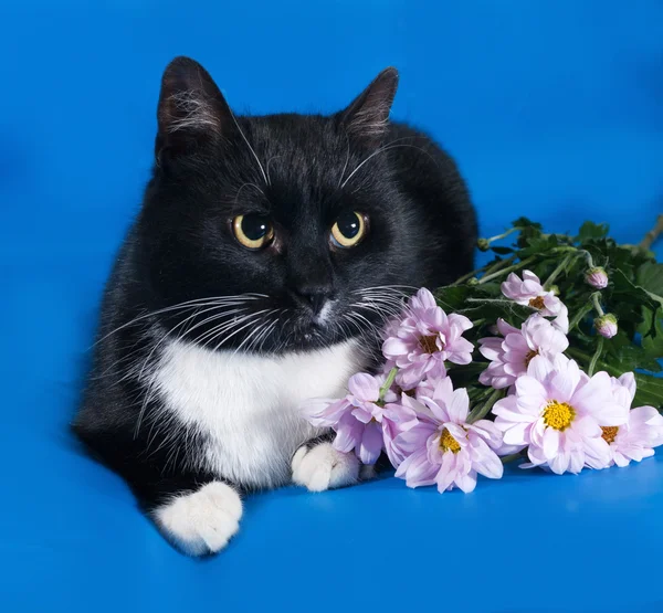 Czarno-biały kot leżący na niebieski kwiaty — Zdjęcie stockowe