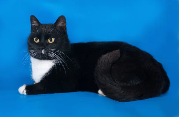 Gato blanco y negro acostado sobre azul — Foto de Stock