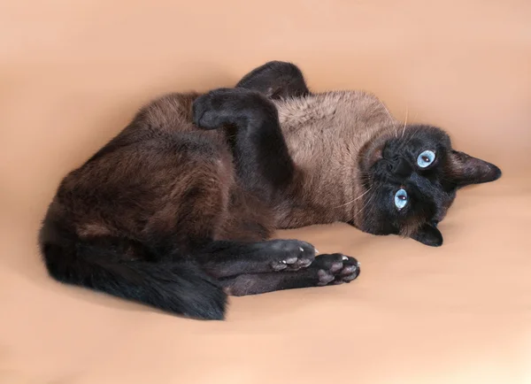 Thai cat with blue eyes lying on brown — Stock Photo, Image