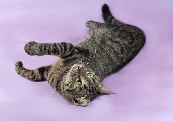 Tabby cat with green eyes lying on purple — Stock Photo, Image