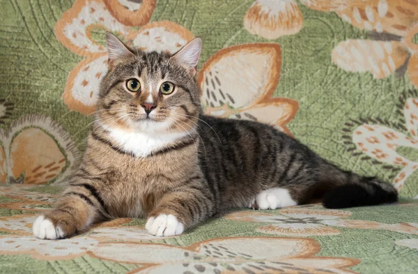 Tabby and white cat lying on couch — Stock Photo, Image