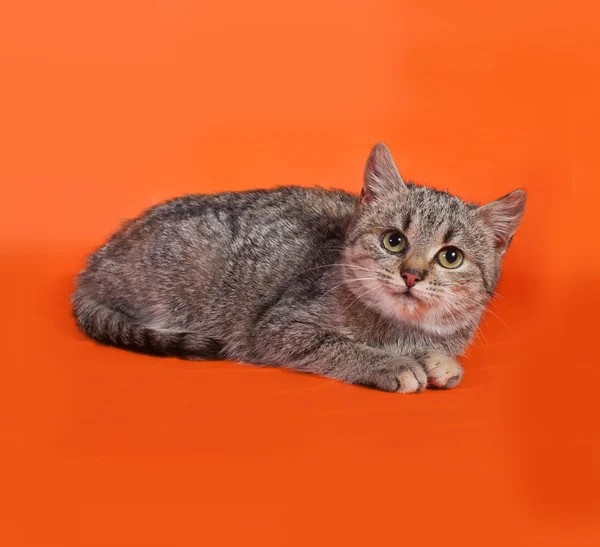 Pasiasty kot leży w orange — Zdjęcie stockowe