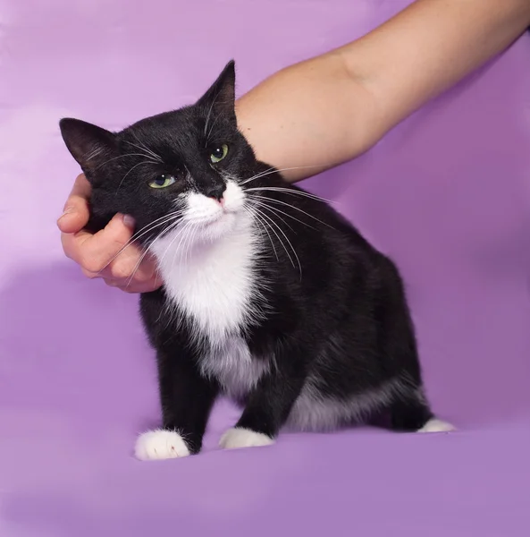 Black and white cat lying on lilac — Stock Photo, Image