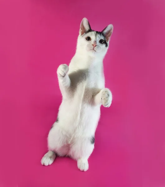 White kitten teenager with black spots  standing on its hind leg — Stock Photo, Image