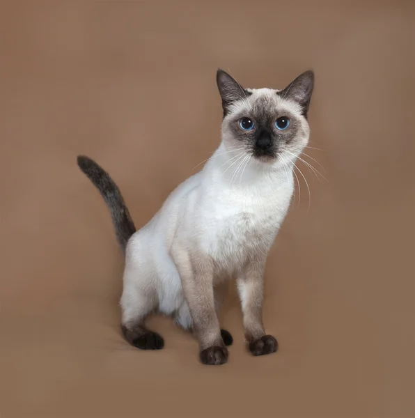 Gatto tailandese con gli occhi azzurri in piedi su marrone — Foto Stock