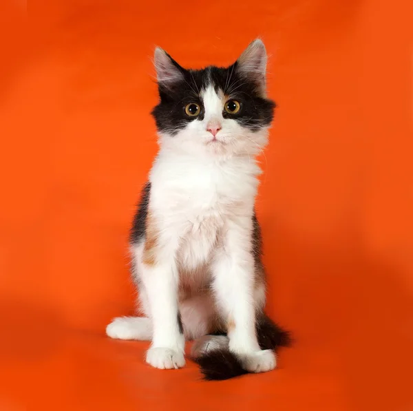 Tricolor gatito esponjoso sentado en naranja —  Fotos de Stock