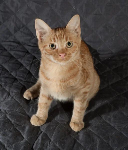 Ginger kitten sitting on quilted bedspread — Stock Photo, Image