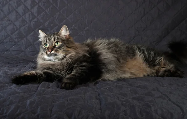 Flauschige sibirische gestromte Katze liegt auf einer Decke — Stockfoto