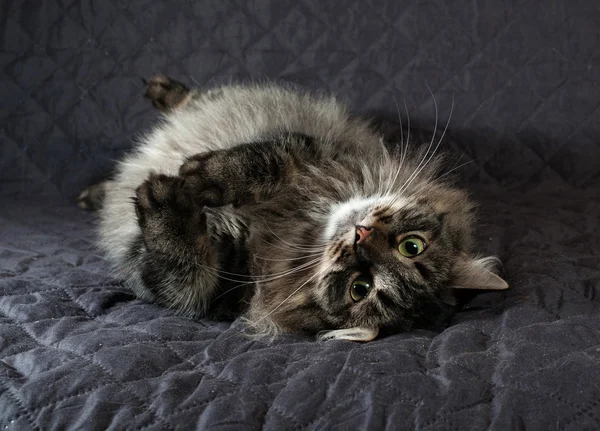 Fluffy Siberian tabby cat lying on quilt — Stock Photo, Image