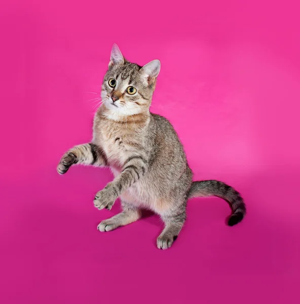 Randig kattunge stående på pink — Stockfoto