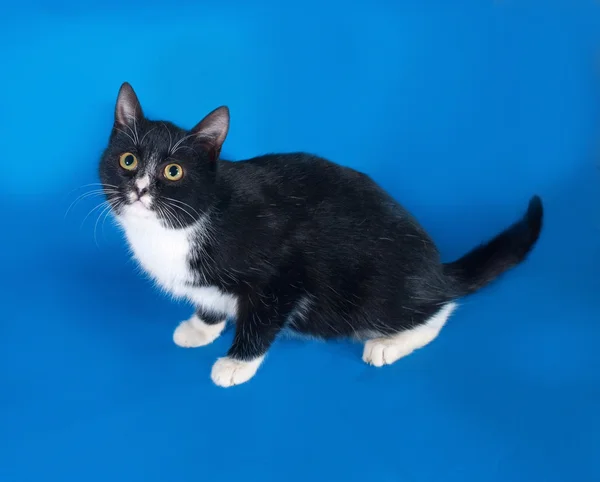 Black and white cat lying on blue — Stock Photo, Image