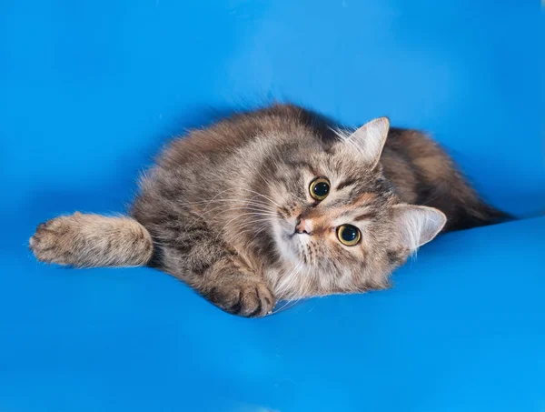 Трёхцветная кошка лежит на голубом — стоковое фото
