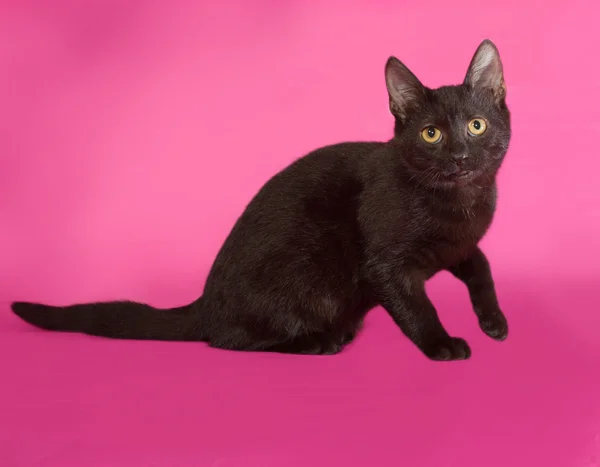 Gatito negro sentado en rosa — Foto de Stock