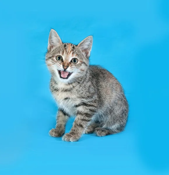 Striped kitten sitting on blue and meows — Stock Photo, Image