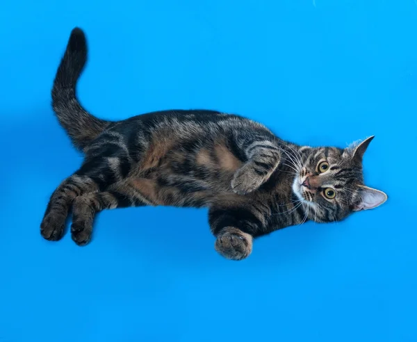 Tabby gatinho adolescente deitado no azul — Fotografia de Stock