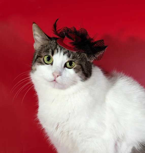 Gato branco e listrado em vermelho em chapéu vermelho — Fotografia de Stock