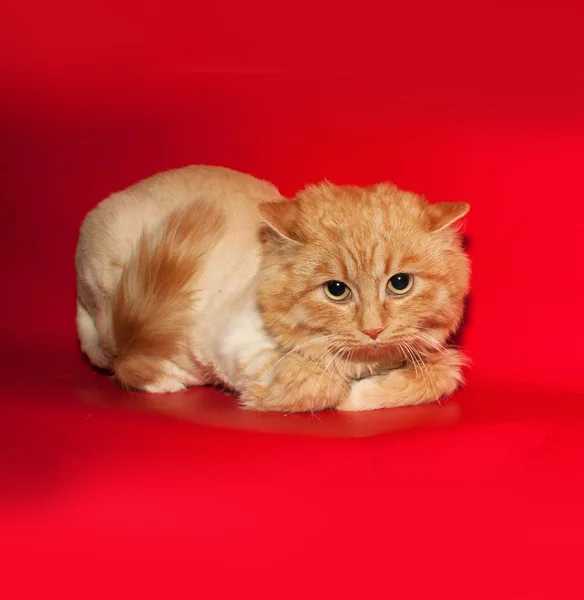 Gengibre bobbed gato adolescente deitado no vermelho — Fotografia de Stock