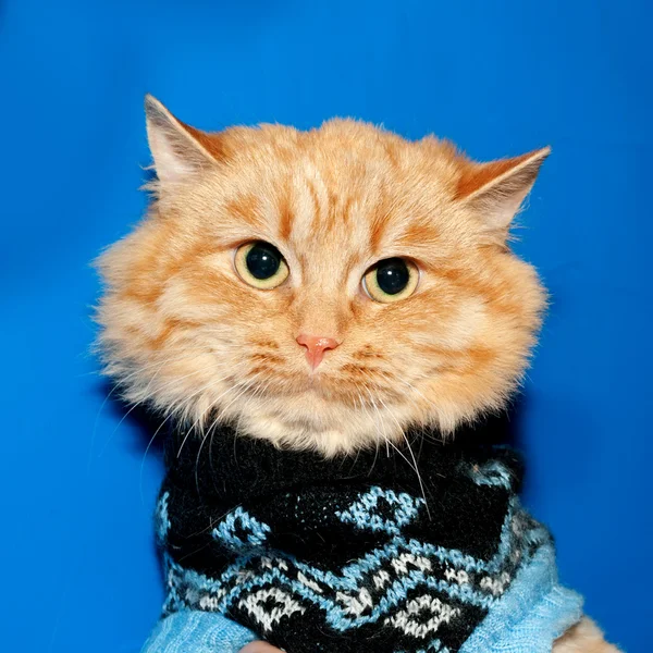 Ginger bobbed katt i tröja på blå — Stockfoto