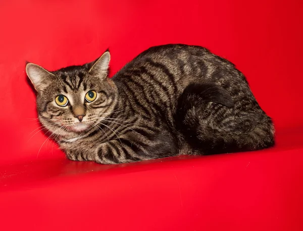Pręgowany kot leżący na czerwono — Zdjęcie stockowe