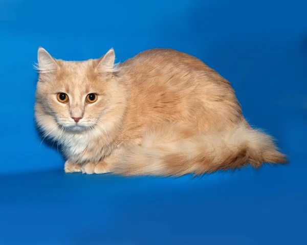 Vermelho gato fofo encontra-se no azul — Fotografia de Stock