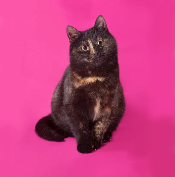 Black and red cat sitting on pink — Stock Photo, Image