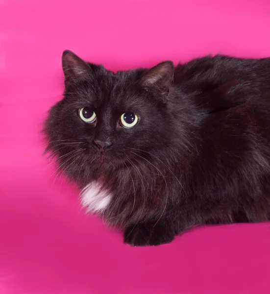 Gatto bianco e nero seduto sul rosa — Foto Stock