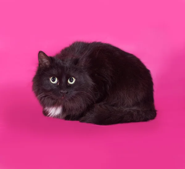 Black and white cat sitting on pink — Stock Photo, Image