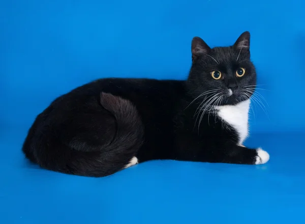 Schwarz-weiße Katze liegt auf blau — Stockfoto