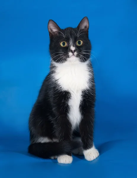 Gato blanco y negro sentado sobre azul — Foto de Stock