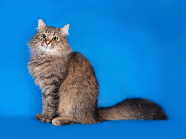 Tricolor katt sitter på blå — Stockfoto