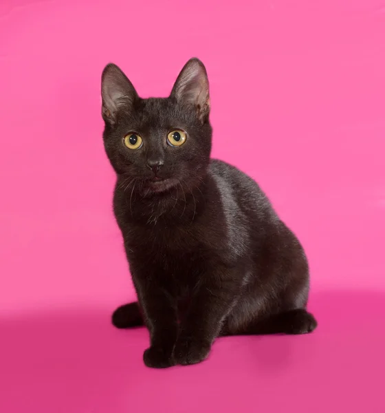 Gatito negro sentado en rosa — Foto de Stock