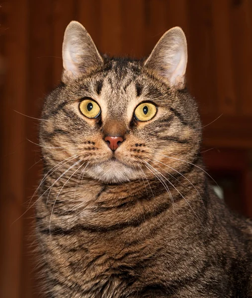 Tabby cat on brown — Stock Photo, Image