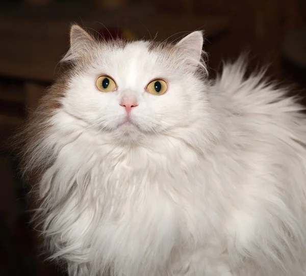 Witte pluizige kat op brown — Stockfoto