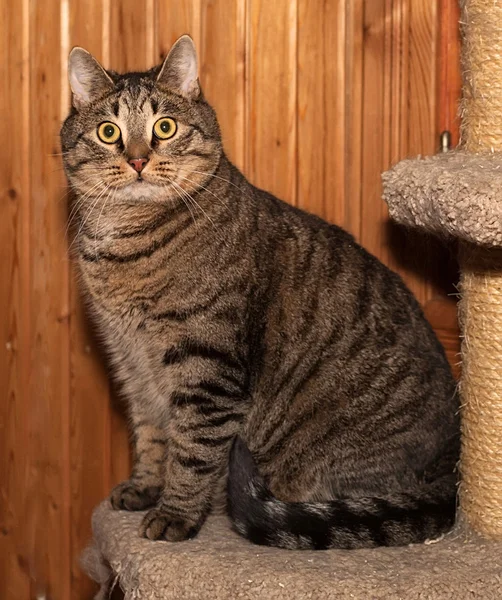 Tabby kot siedzi na słupku drapanie — Zdjęcie stockowe