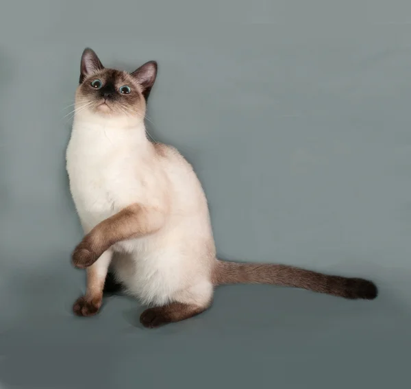 Thai cat with blue eyes sitting on gray — Stock Photo, Image