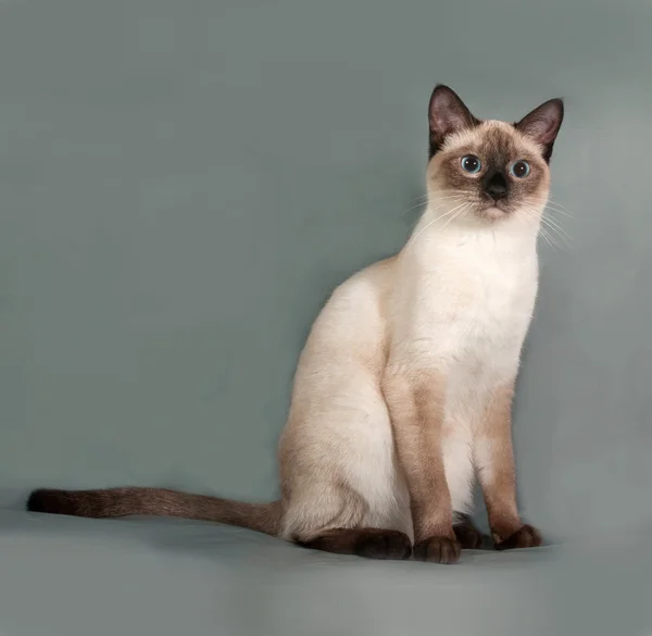 회색에 앉아 파란 눈을 가진 타이어 고양이 — 스톡 사진