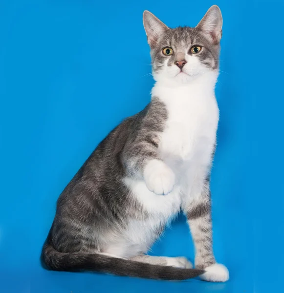 Chaton Tabby avec des taches blanches assis sur le bleu — Photo