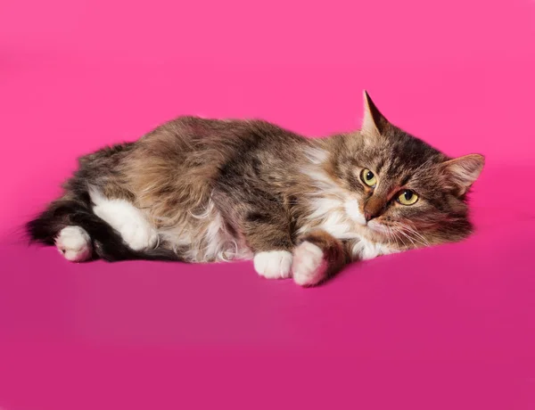 Puszysty zaprawa murarska kotek leżącego na NK — Zdjęcie stockowe
