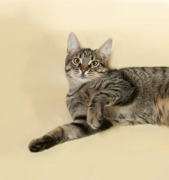 Tabby gatinho com olhos amarelos deitado no amarelo — Fotografia de Stock