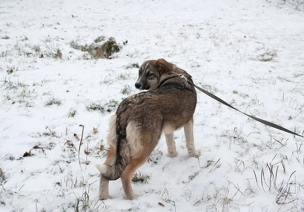 Cão cinzento em pé na neve — Fotografia de Stock